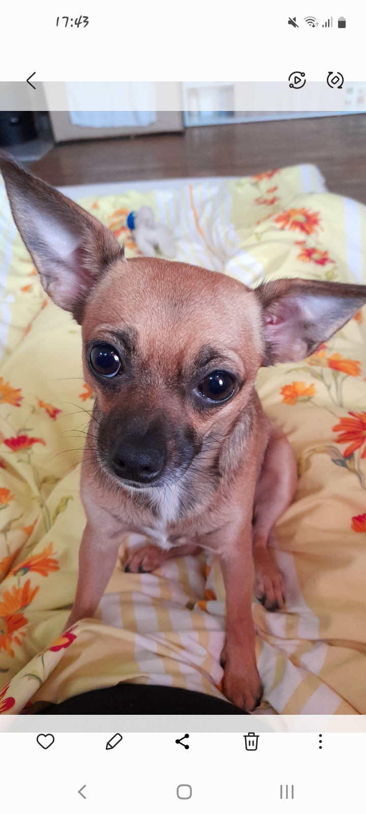 Chihuahua Mischlingshündin 