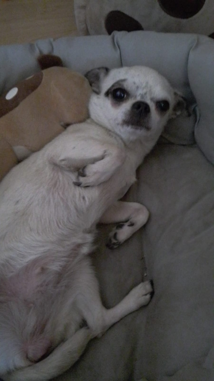 Chihuahua Hündin 6 Monate alt 