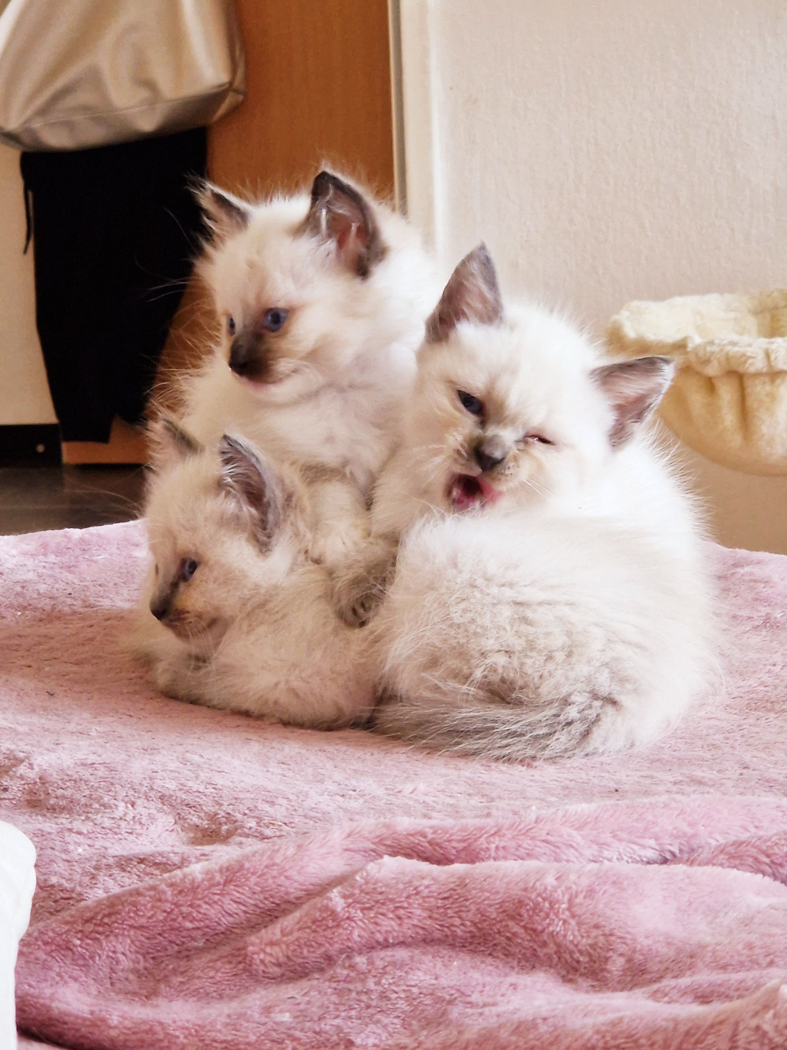 Wunderschöne Siam Kitten