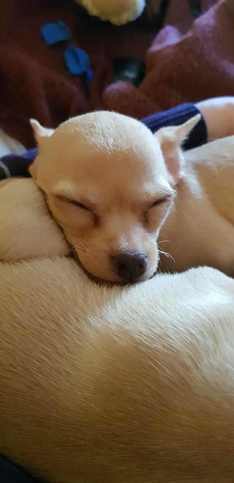Süßer Chihuahua Welpe sucht ein liebevolles zu Hause :-)