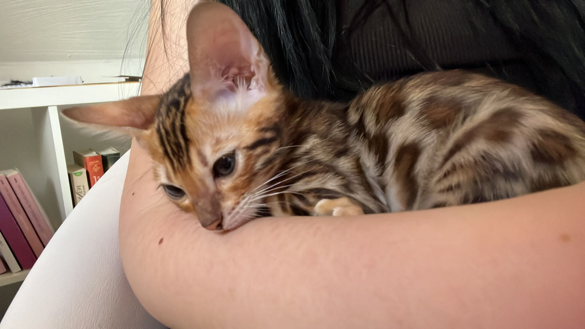 Bengal Kitten , Kater, reinrassige 