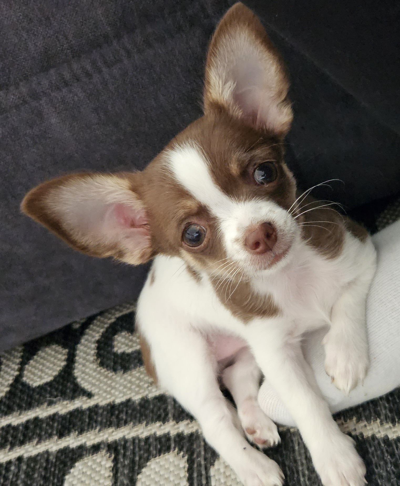 Chihuahua Welpe Hündin reinrassig 