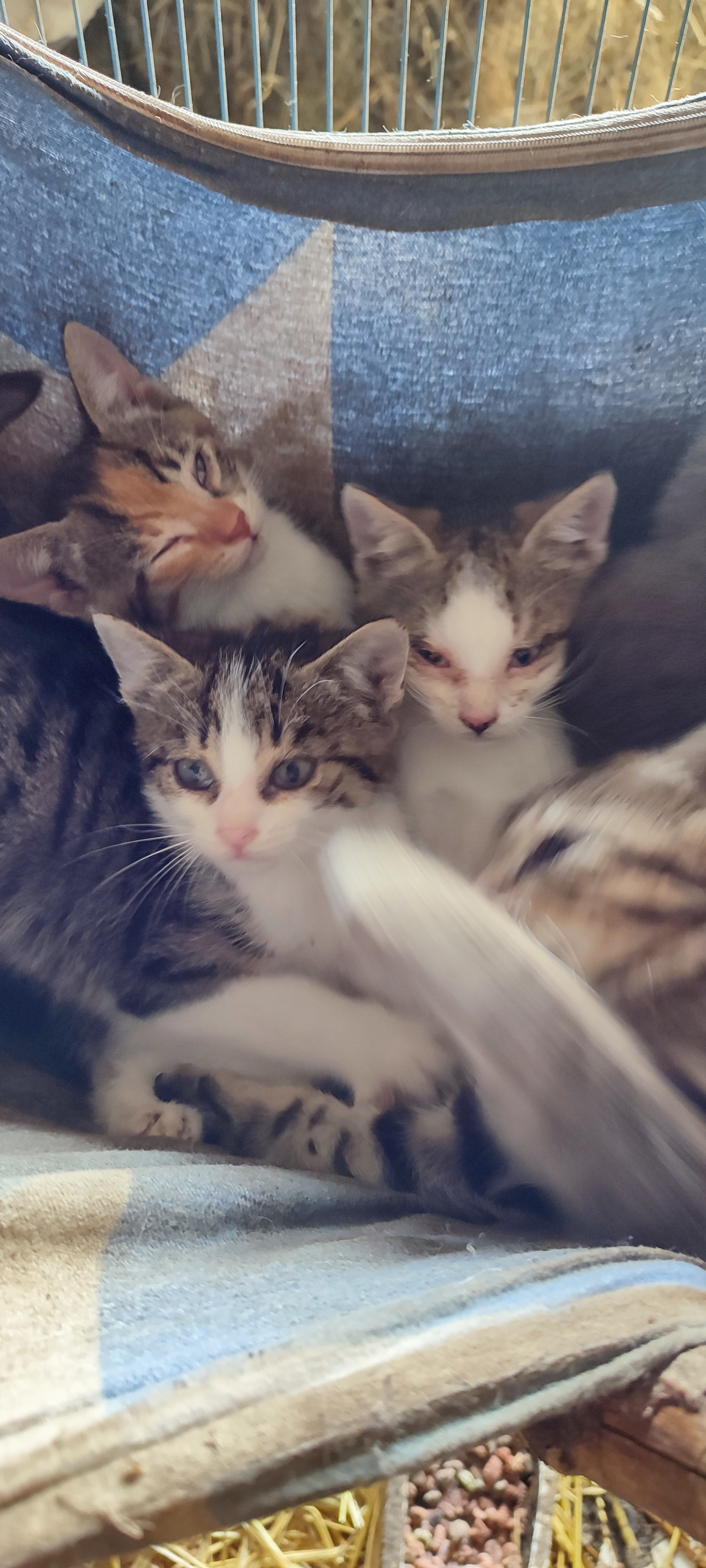 Wunderschöne Katzen Kitten Babykätzchen 