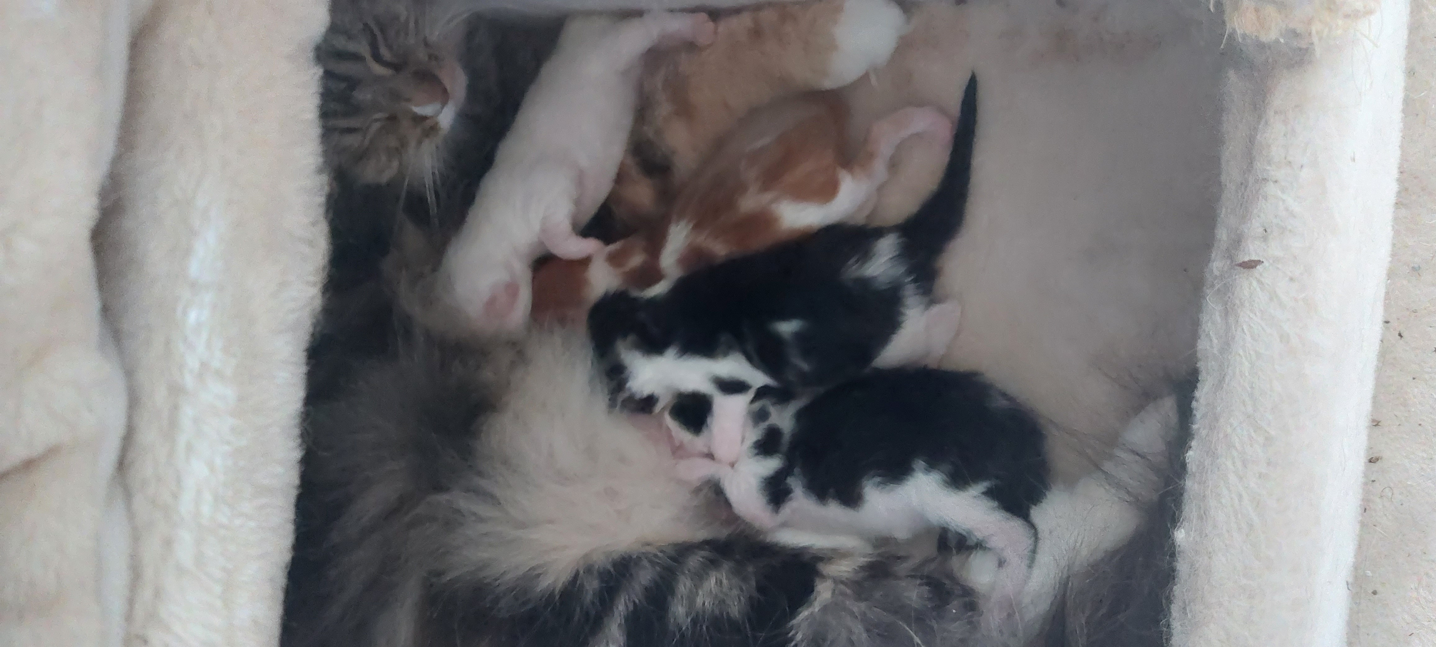 4 Main Conn Kitten