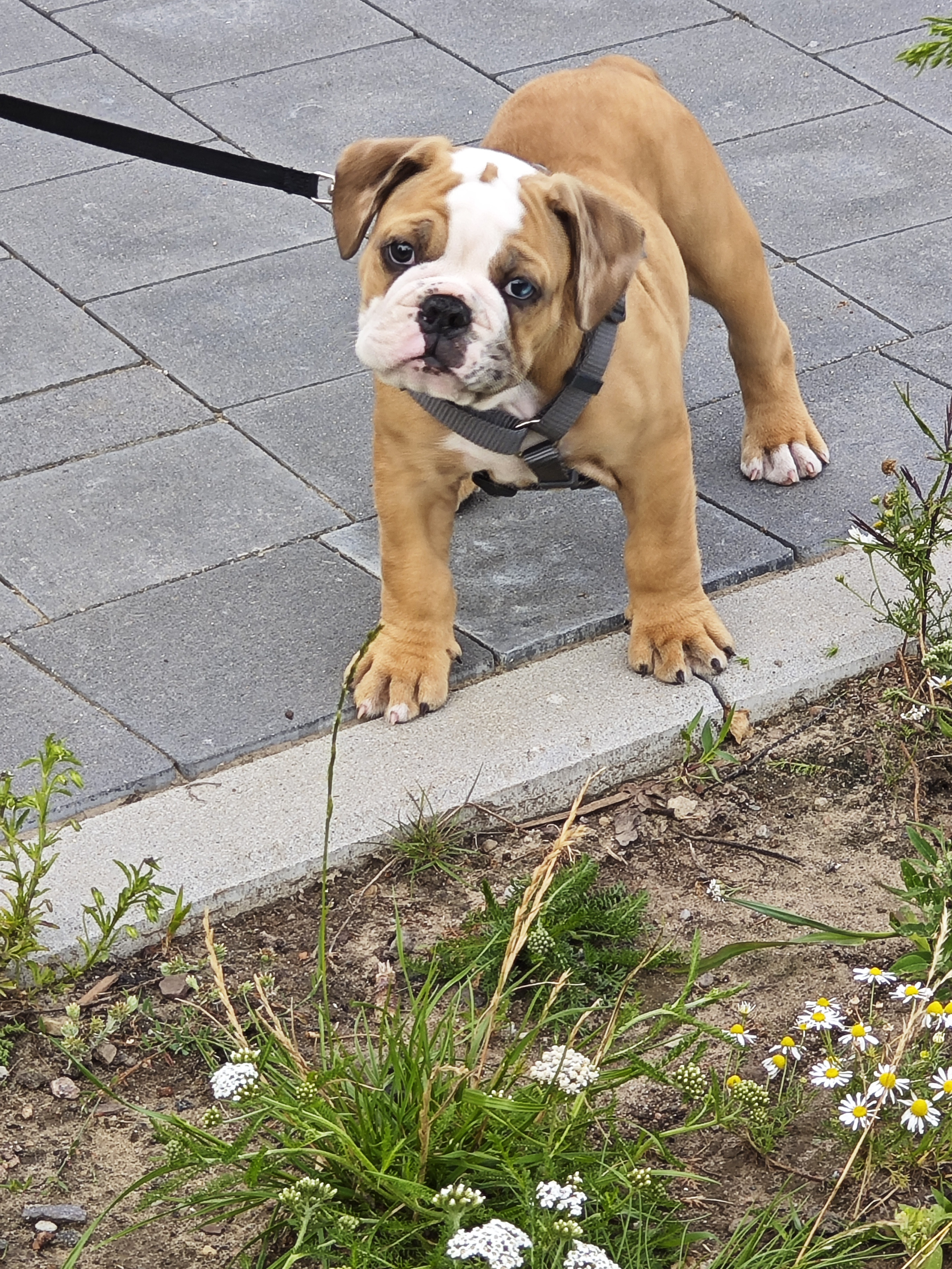 Old Englisch Bulldogge Welpe 