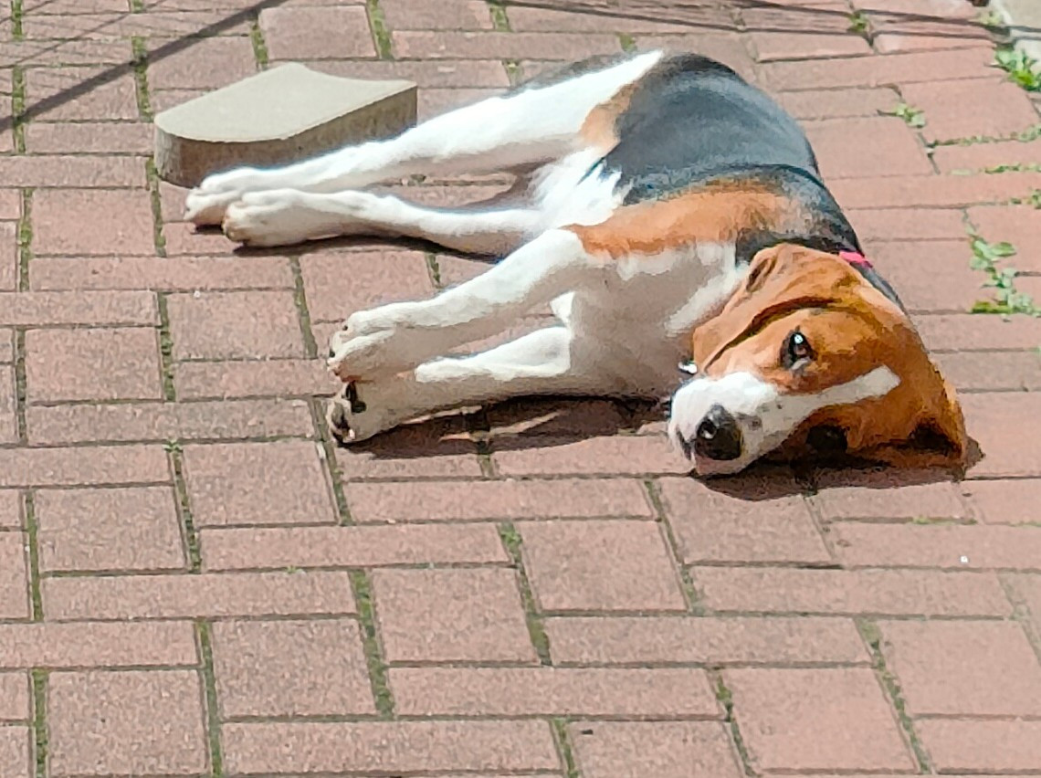 Süße Beagle Hündin 