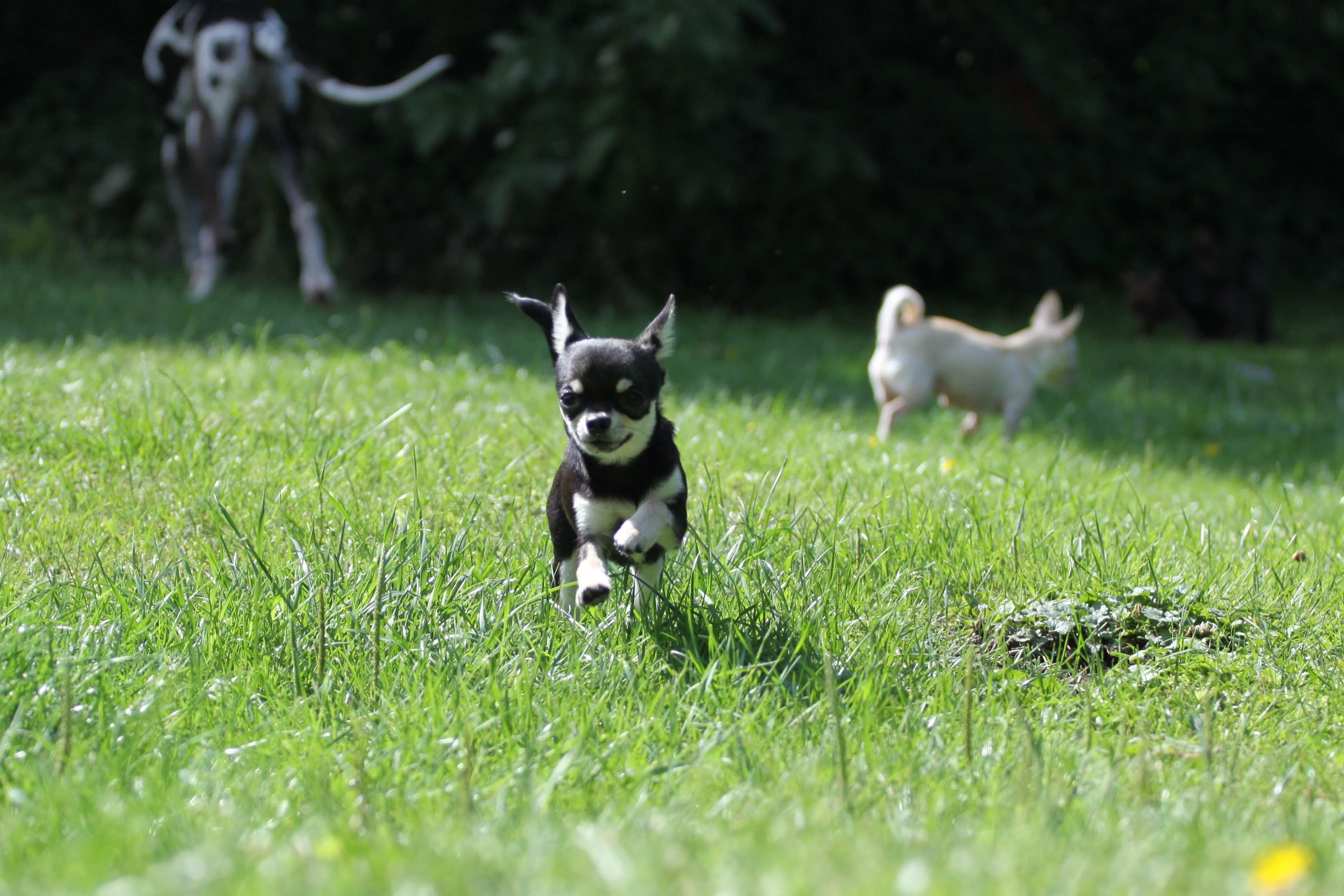 Chihuahua Welpen und ein Junghund 