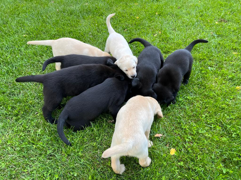 Labradorwelpen in schwarz und blond