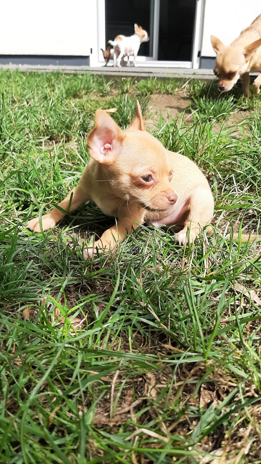 Wunderschöne Chihuahua Rüde