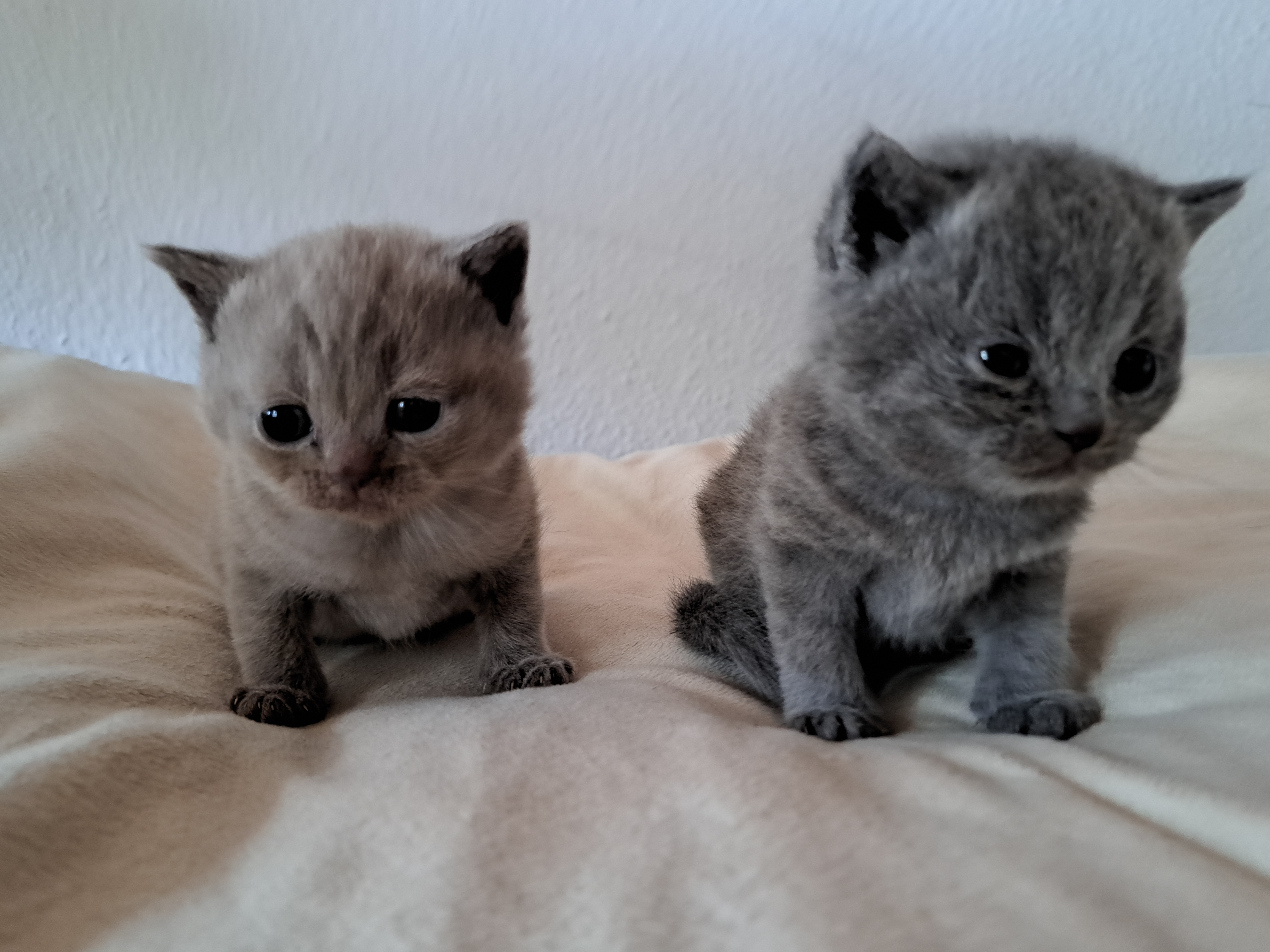 BKH Kitten in blau und lilac