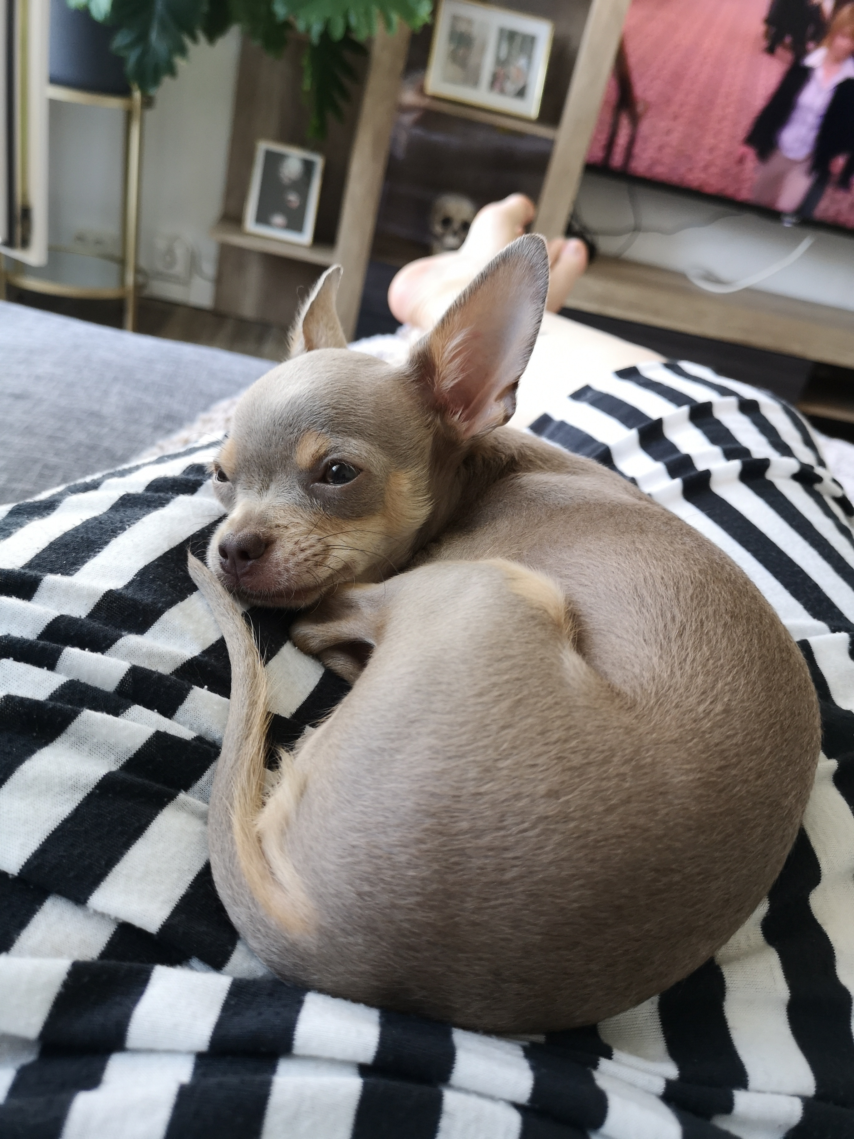 Chihuahua Welpe 
