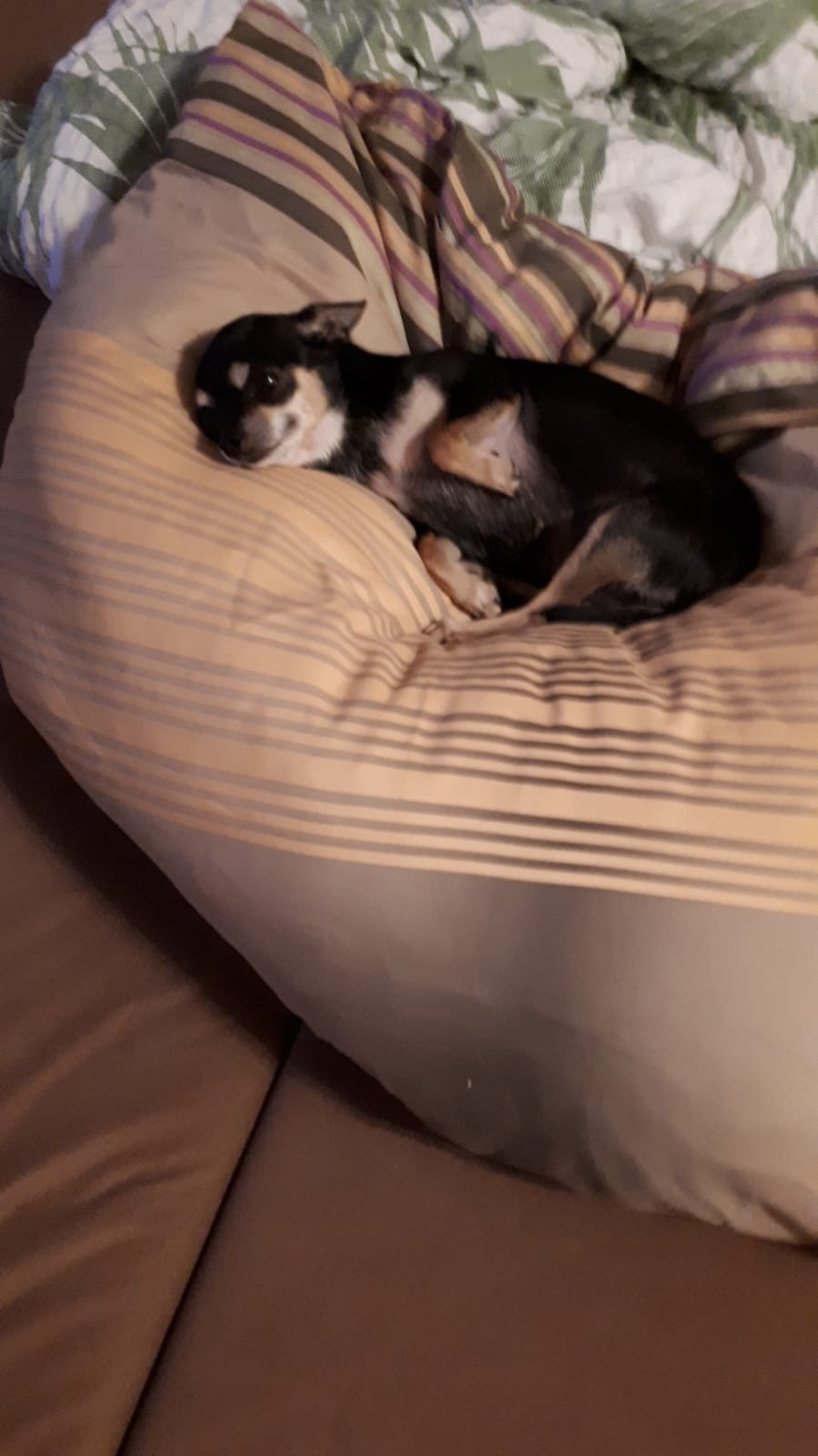 Chihuahua Dame 