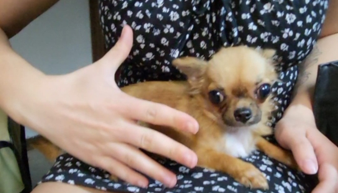 Suche liebevolles Zuhause für xxs 1,1 kg Chihuahua Hündin (7 Monate) 