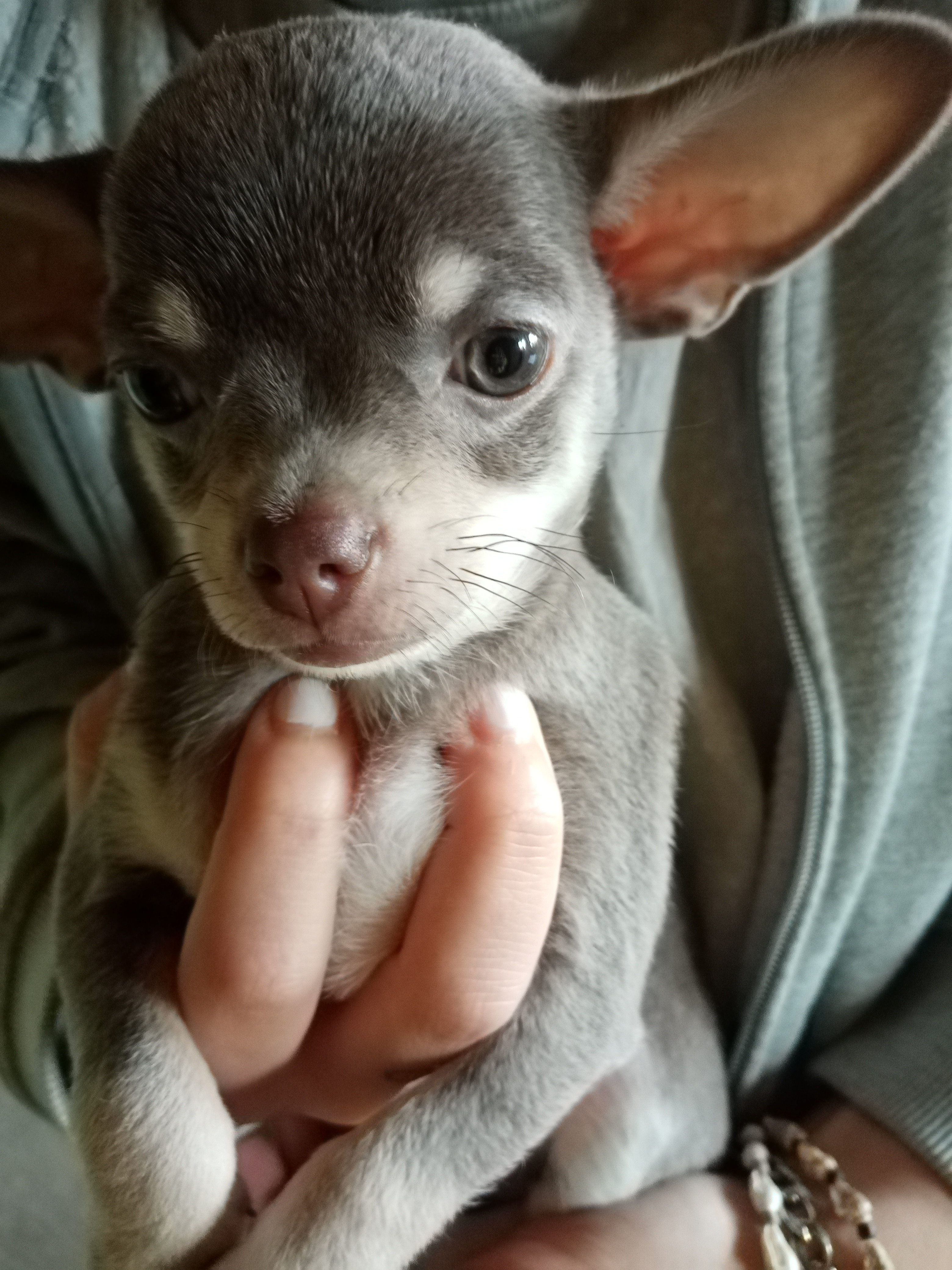 Chihuahua - Welpen
