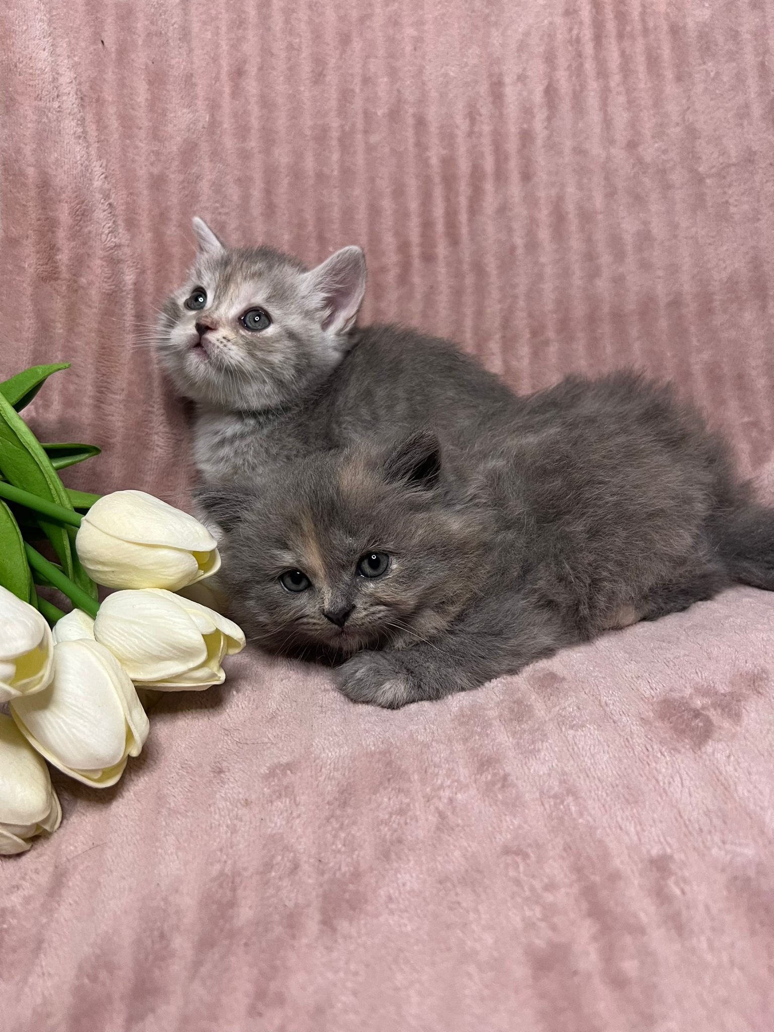 5 reinrassige BKH Kitten suchen ein neues zu Hause auf Lebenszeit m. 