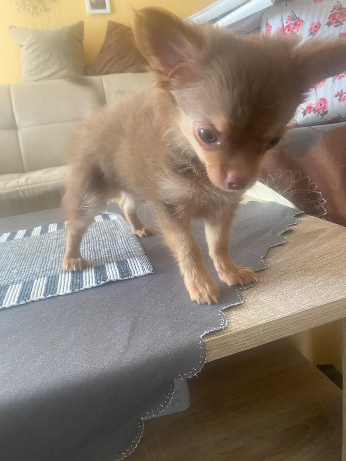 Süßer Chihuahuawelpe (Rüde) sucht neuen Wirkungskreis