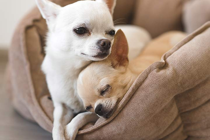 Wunderschöner Chihuahua Rüde abzugeben 