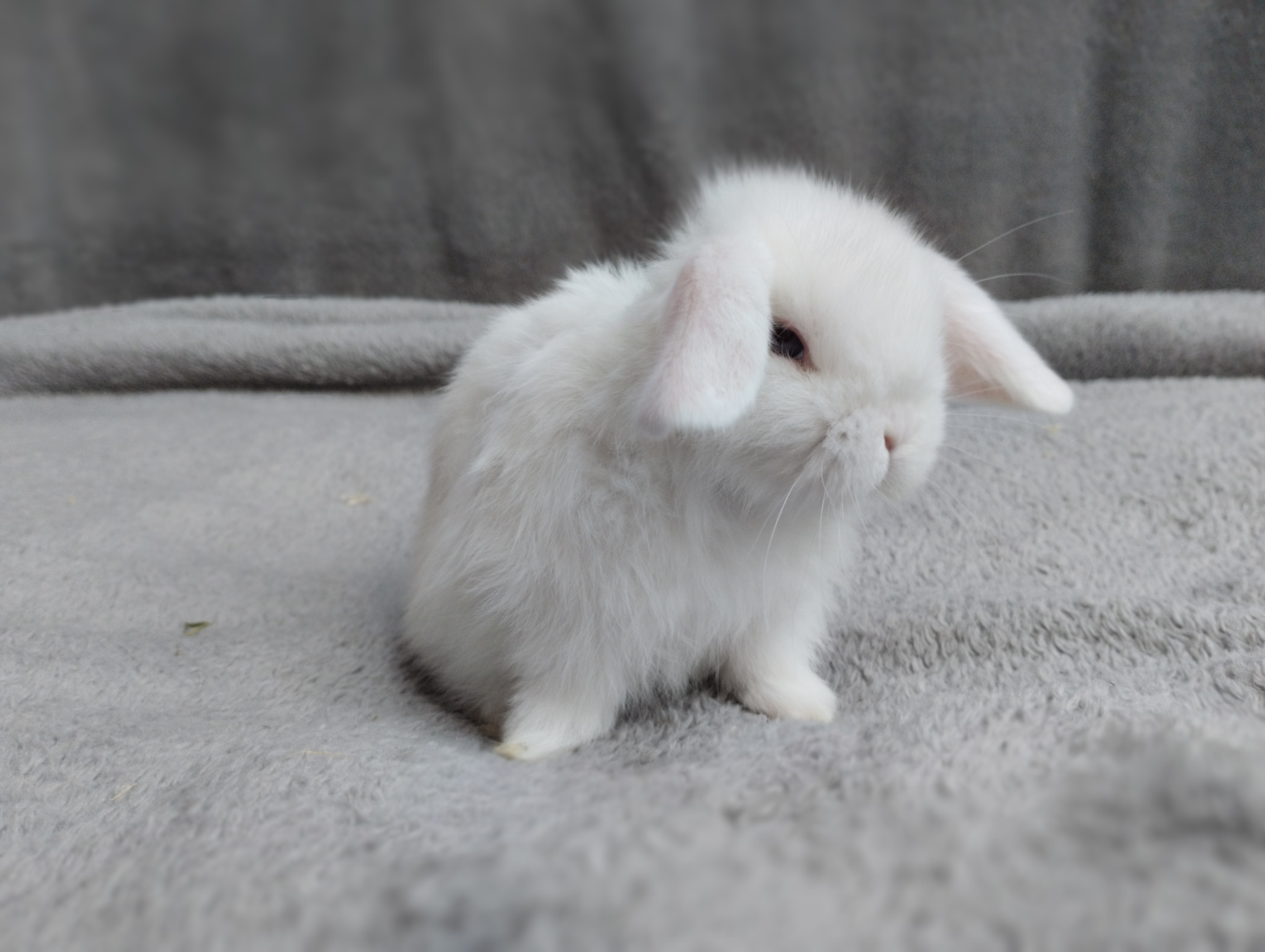 Tolle Mini lop Kaninchen Hasen Widder Babys 