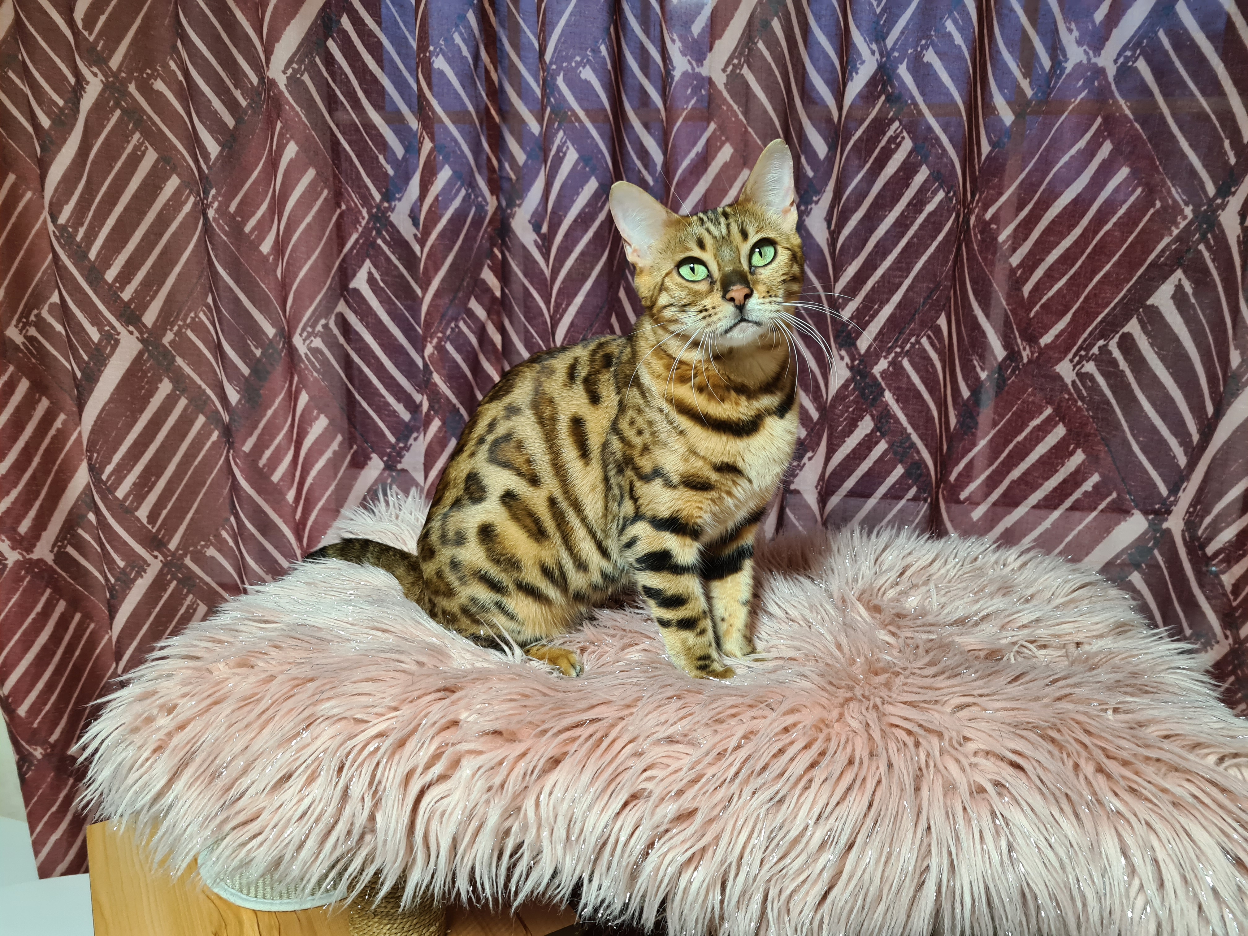 Wunderschöne Bengal Katze, gechipt, geimpft, kastriert mit Stammbaum