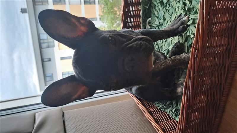 DRINGEND-Süßer französische Bulldogge 9 Monate alt- 
