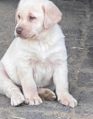 Labrador Welpen (silber, charcoal und blond)