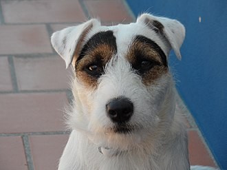 Rasseportrait Jack Russel Terrier