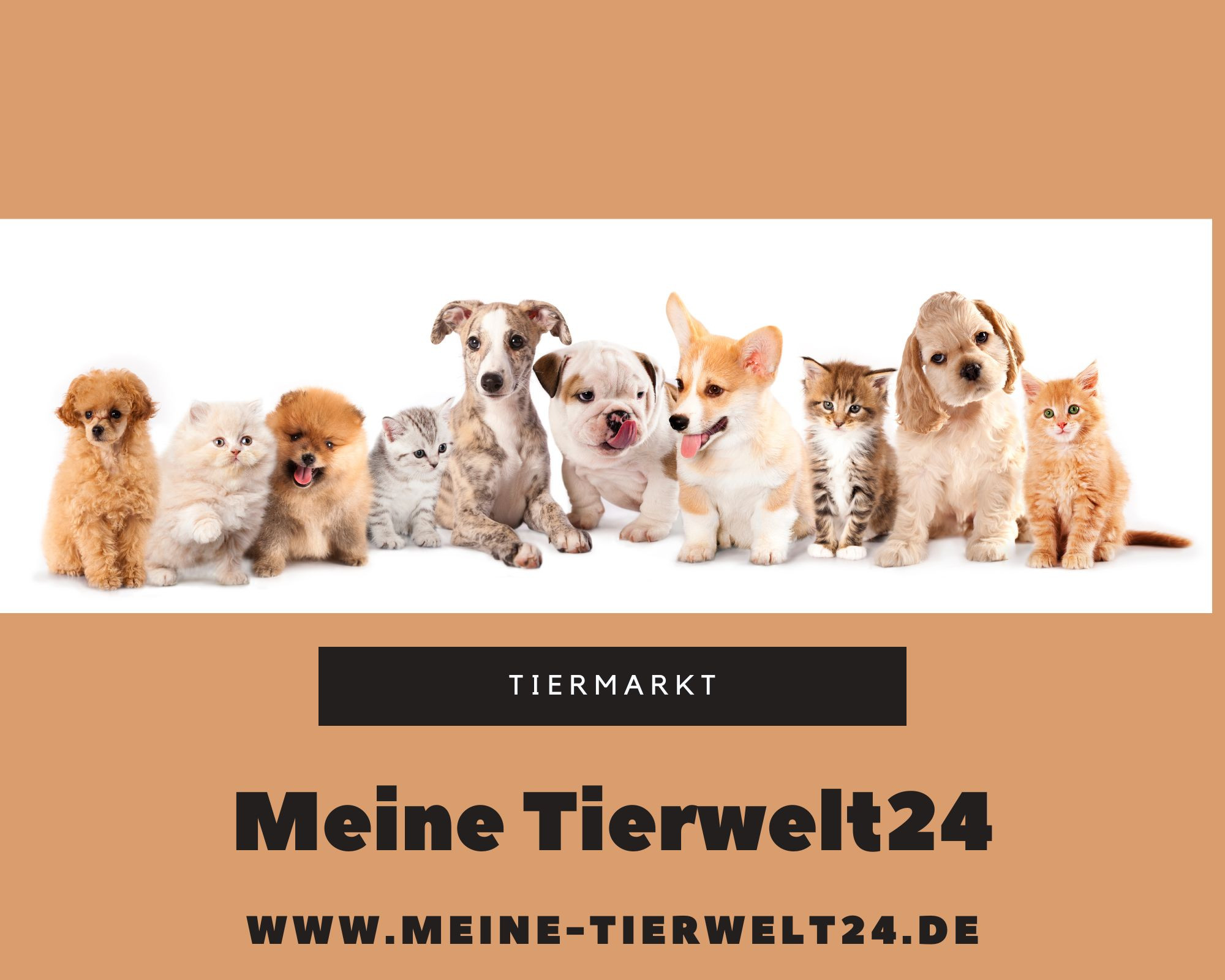 Tierwelt24 / Hunde Kaufkontakte und Angebote online